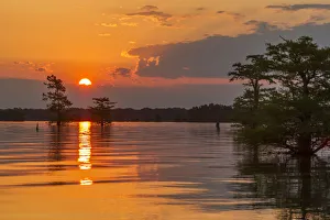 Images Dated 8th May 2018: USA, Louisiana, Atchafalaya National Wildlife Refuge. Sunrise on swamp. Credit as