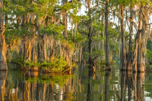 Images Dated 8th May 2018: USA, Louisiana, Atchafalaya National Wildlife Refuge