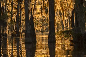 Images Dated 8th May 2018: USA, Louisiana, Atchafalaya National Wildlife Refuge. Sunrise on swamp. Credit as