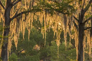 Images Dated 8th May 2018: USA, Louisiana, Atchafalaya National Wildlife Refuge. Sunrise on swamp. Credit as