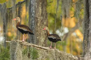 Images Dated 8th May 2018: USA, Louisiana, Atchafalaya National Wildlife Refuge. Black-bellied whistling duck pair