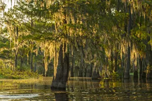 Images Dated 8th May 2018: USA, Louisiana, Atchafalaya National Wildlife Refuge. Sunrise on swamp. Credit as