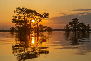 Images Dated 8th May 2018: USA, Louisiana, Atchafalaya National Wildlife Refuge. Sunrise on swamp. Credit as