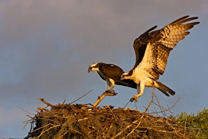Osprey Prints: USA, Louisiana, Atchafalaya Swamp, Indian Bayou
