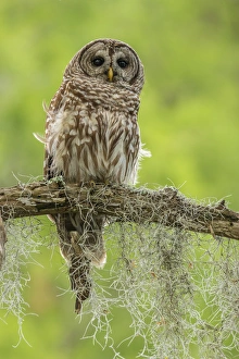USA, Louisiana. Barred owl on tree limb. Credit as: Cathy & Gordon Illg / Jaynes