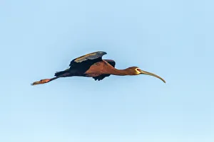 USA, Louisiana, Evangeline Parish, white-faced ibis in flight Credit as: Cathy