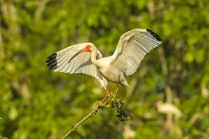 Images Dated 7th May 2018: USA, Louisiana, Evangeline Parish. White ibis with wings spread. Credit as: Cathy