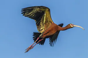 Lake Martin Prints: USA, Louisiana, Evangeline Parish, white-faced ibis in flight Credit as: Cathy