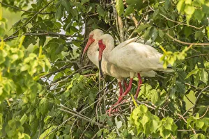 Images Dated 9th May 2018: USA, Louisiana, Evangeline Parish. White ibis pair in tree