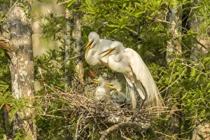 Images Dated 9th May 2018: USA, Louisiana, Evangeline Parish. Great egret adult and chicks at nest. Credit as