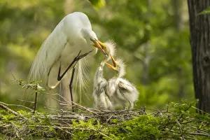 Images Dated 9th May 2018: USA, Louisiana, Evangeline Parish. Great egret adult feeding chicks at nest. Credit as