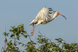 Images Dated 7th May 2018: USA, Louisiana, Evangeline Parish. White ibis on branch