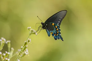 Images Dated 9th May 2018: USA, Louisiana, Evangeline Parish. Pipevine swallowtail butterfly close-up. Credit as