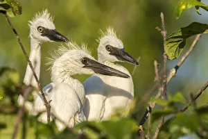 USA, Louisiana, Evangeline Parish. Little blue heron chicks on nest. Credit as: Cathy
