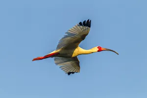 Images Dated 7th May 2018: USA, Louisiana, Evangeline Parish. White ibis in flight