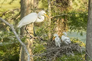 Images Dated 9th May 2018: USA, Louisiana, Evangeline Parish. Great egret adult and chicks at nest. Credit as