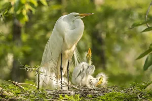 Images Dated 9th May 2018: USA, Louisiana, Evangeline Parish. Great egret adult and chicks at nest. Credit as