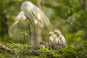 Images Dated 9th May 2018: USA, Louisiana, Evangeline Parish. Great egret adult and chicks at nest. Credit as