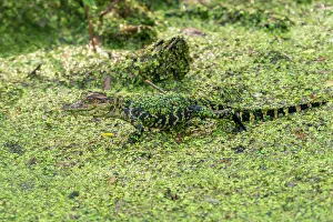 Duckweed Prints: USA, Louisiana, Evangeline Parish. Alligator baby covered in duckweed
