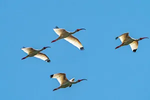 Backlit Prints: USA, Louisiana, Evangeline Parish. White ibis birds in flight