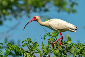 Evangeline Parish Prints: USA, Louisiana, Evangeline Parish. White ibis bird in breeding plumage