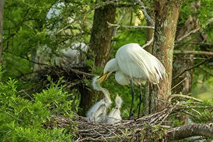 Evangeline Parish Prints: USA, Louisiana, Evangeline Parish. Great egret at nest feeding chicks