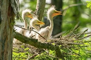 Evangeline Parish Prints: USA, Louisiana, Evangeline Parish. Great egret chicks in nest