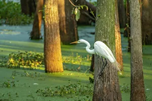 Evangeline Parish Prints: USA, Louisiana, Evangeline Parish. Great egret and swamp