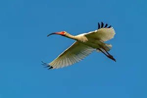 Evangeline Parish Prints: USA, Louisiana, Evangeline Parish. White ibis in flight