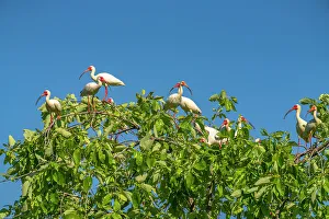Evangeline Parish Prints: USA, Louisiana, Evangeline Parish. White ibis flock in tree
