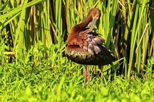 Reed Prints: USA, Louisiana, Evangeline Parish. White-faced ibis preening
