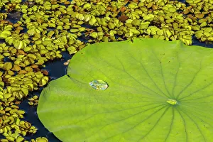USA, Louisiana, Evangeline Parish. Water lily pad and duckweed