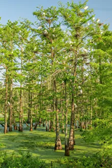 Nesting Prints: USA, Louisiana, Evangeline Parish. Swamp with egrets in cypress trees