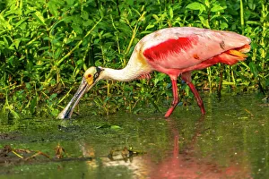 Plumage Prints: USA, Louisiana, Evangeline Parish. Roseate spoonbill feeding in swamp water