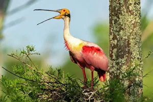 Plumage Prints: USA, Louisiana, Evangeline Parish. Roseate spoonbill at nest calling