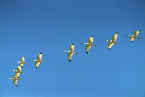 Evangeline Parish Prints: USA, Louisiana, Evangeline Parish. White ibis birds in flight