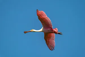 Evangeline Parish Prints: USA, Louisiana, Evangeline Parish. Roseate spoonbill in flight