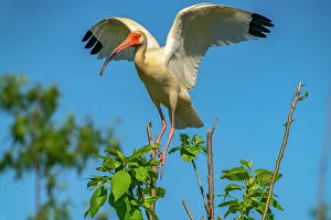Evangeline Parish Prints: USA, Louisiana, Evangeline Parish. White ibis landing in tree