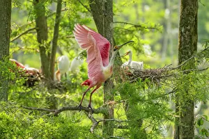 Evangeline Parish Prints: USA, Louisiana, Evangeline Parish. Roseate spoonbill taking flight from rookery