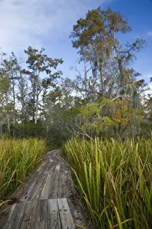 Images Dated 3rd November 2009: USA, Louisiana, Jean Lafitte. National Historic Park and Preserve, swamp trail, morning
