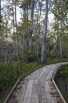 Images Dated 3rd November 2009: USA, Louisiana, Jean Lafitte. National Historic Park and Preserve, swamp trail, morning