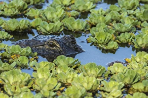 USA, Louisiana, Jefferson Island. Alligator in swamp lettuce