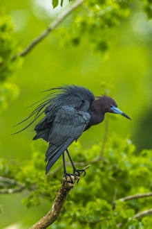 USA, Louisiana, Jefferson Island. Little blue heron on limb