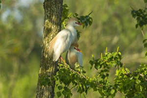USA, Louisiana, Jefferson Island. Cattle egret pair in tree