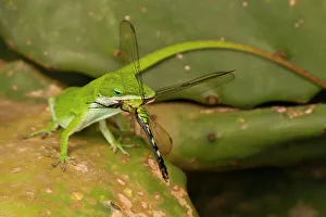 Louisiana Prints: USA, Louisiana, Jefferson Island. Anole lizard with dragonfly prey