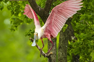 USA, Louisiana, Jefferson Island. Roseate spoonbill on limb