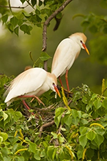 Images Dated 9th May 2012: USA, Louisiana, Jefferson Island. Cattle egrets nest building