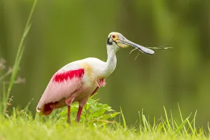 Images Dated 11th May 2017: USA, Louisiana, Jefferson Island. Roseate spoonbill with stick for nest. Credit as