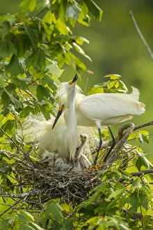 USA, Louisiana, Jefferson Island. Snowy egret pair at nest with chicks. Credit as