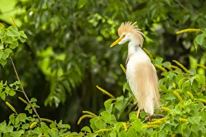 USA, Louisiana, Jefferson Island. Cattle egret in breeding plumage